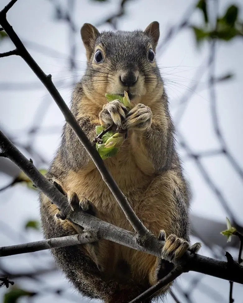 Животные, которые живут по своим законам: подборка трогательных и забавных фото