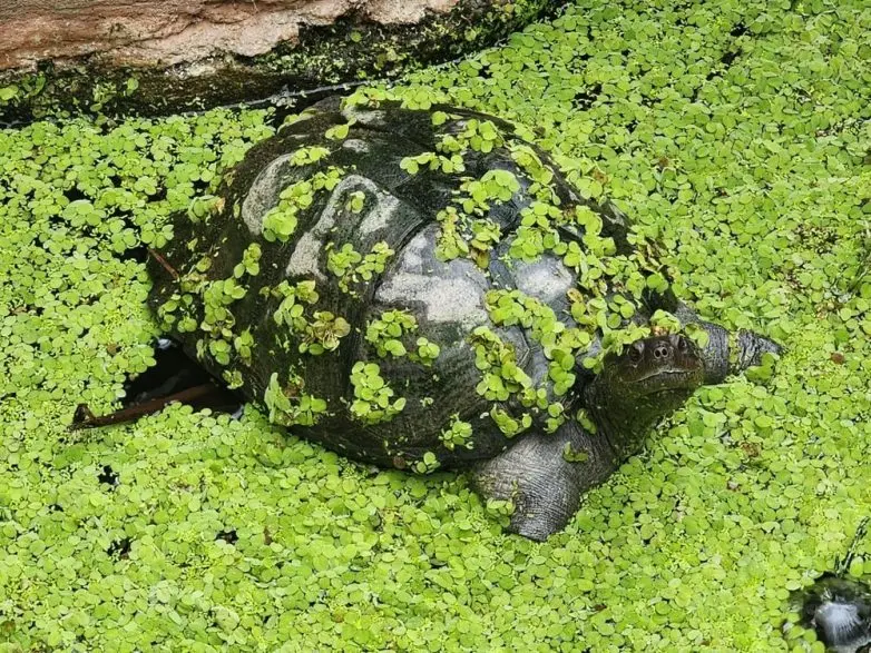 Животные, которые живут по своим законам: подборка трогательных и забавных фото