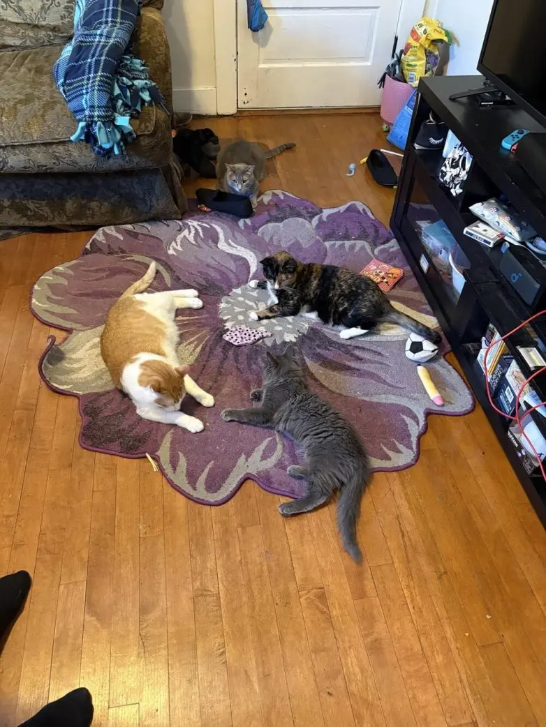 Животные, которые живут по своим законам: подборка трогательных и забавных фото