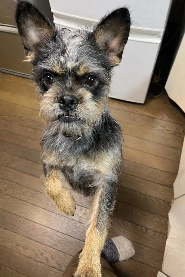 Животные, которые живут по своим законам: подборка трогательных и забавных фото