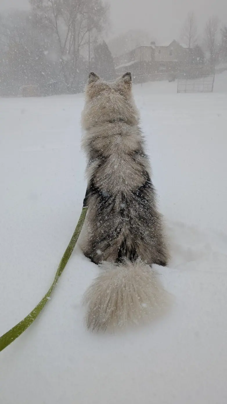 Животные, которые живут по своим законам: подборка трогательных и забавных фото
