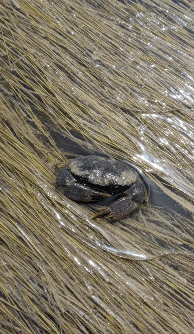 Животные, которые живут по своим законам: подборка трогательных и забавных фото