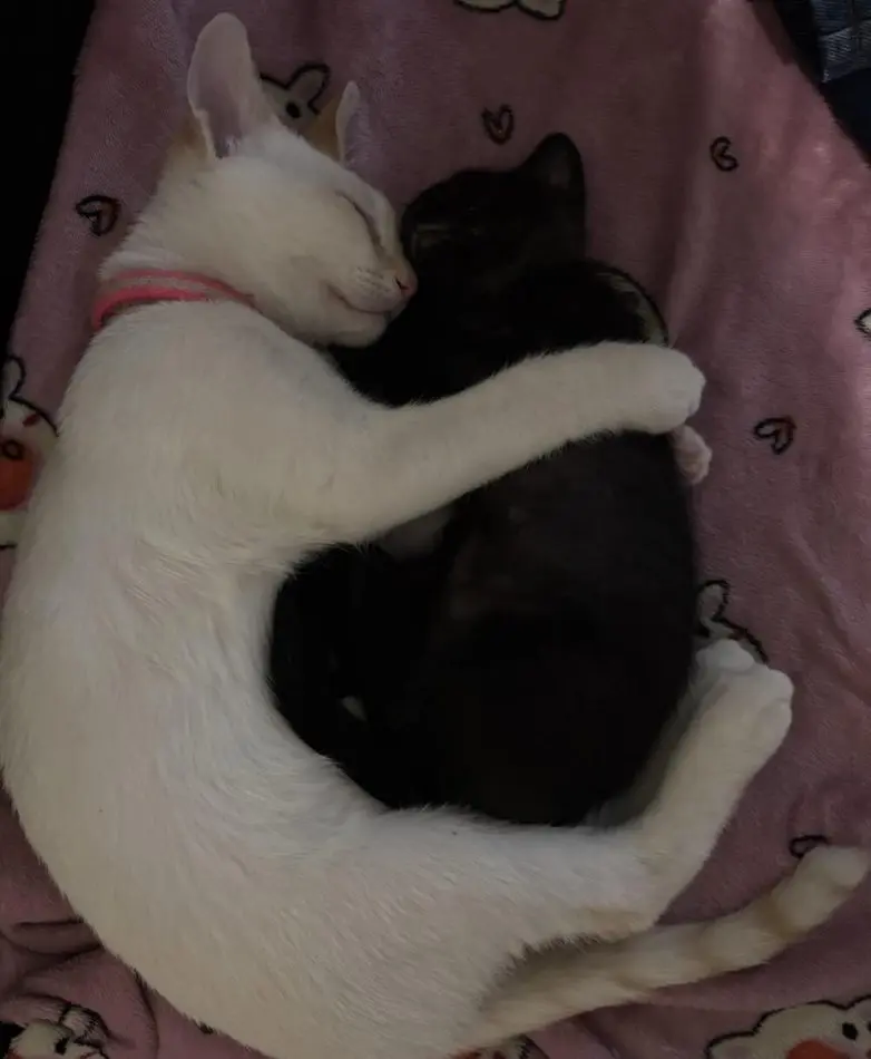 Животные, которые живут по своим законам: подборка трогательных и забавных фото