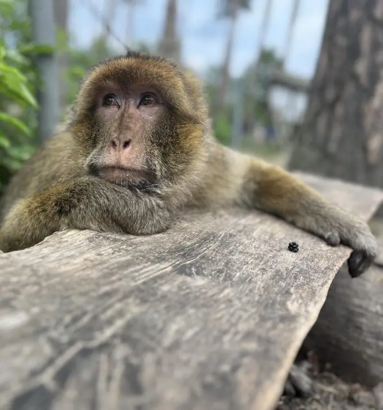 Животные, которые живут по своим законам: подборка трогательных и забавных фото