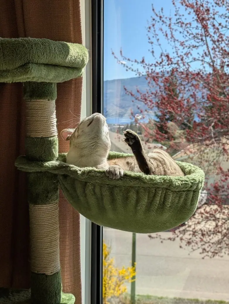 Животные, которые живут по своим законам: подборка трогательных и забавных фото