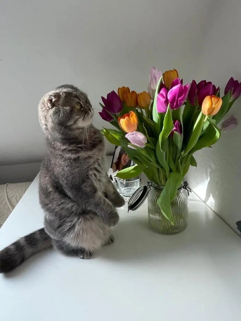 Животные, которые живут по своим законам: подборка трогательных и забавных фото