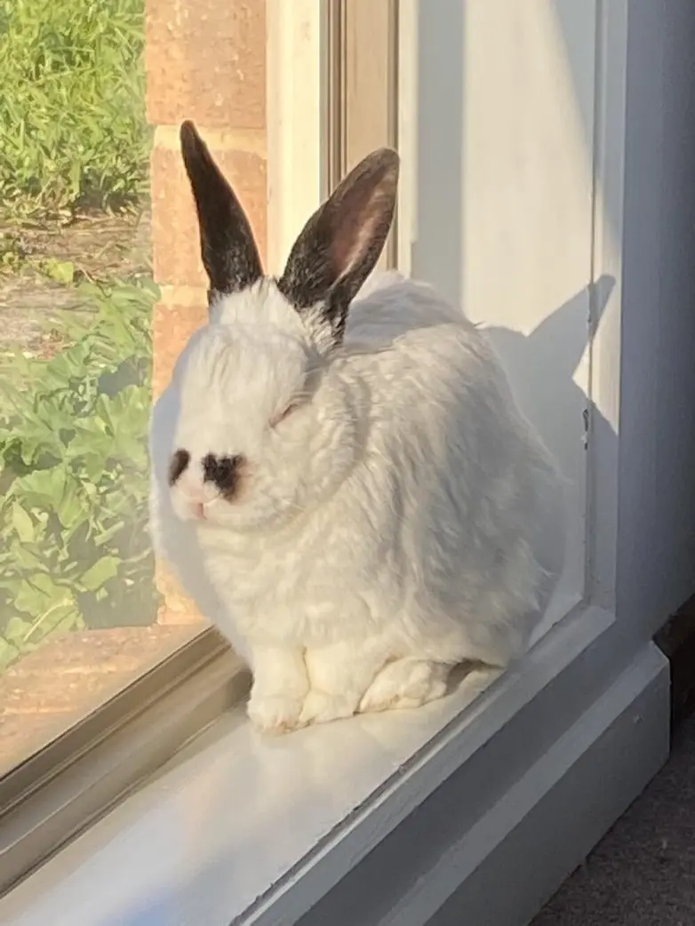 Животные, которые живут по своим законам: подборка трогательных и забавных фото