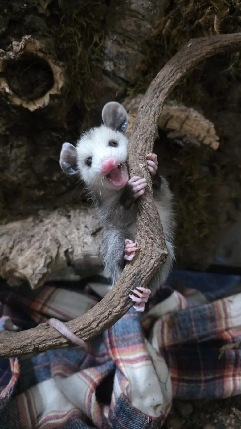 Животные, которые живут по своим законам: подборка трогательных и забавных фото