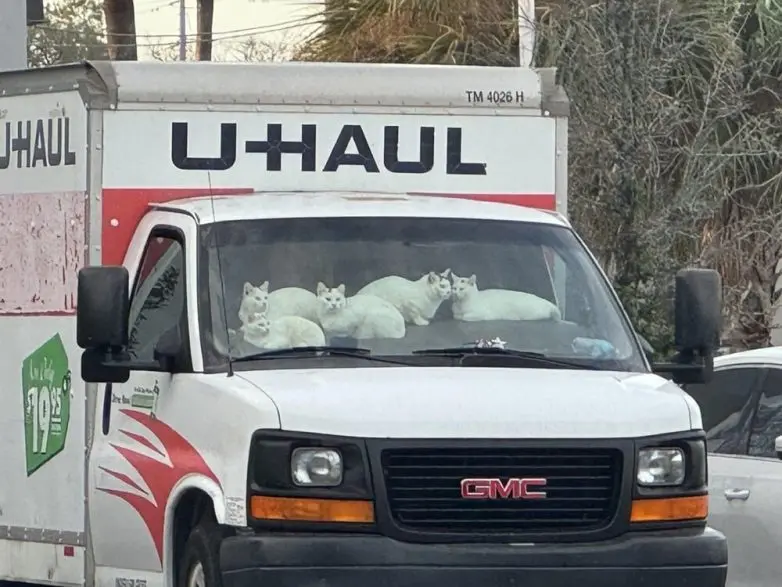 Животные, которые живут по своим законам: подборка трогательных и забавных фото