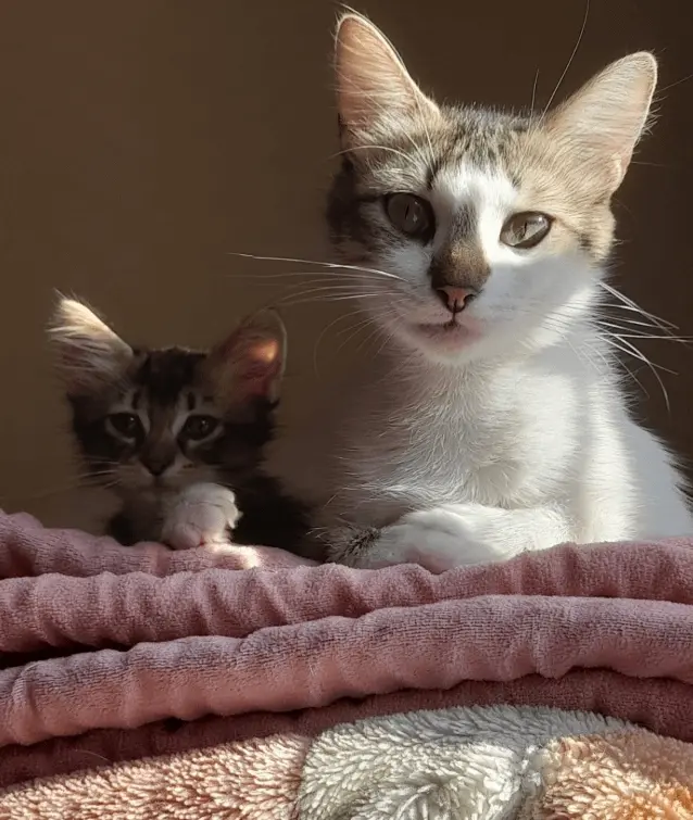 Животные, которые живут по своим законам: подборка трогательных и забавных фото