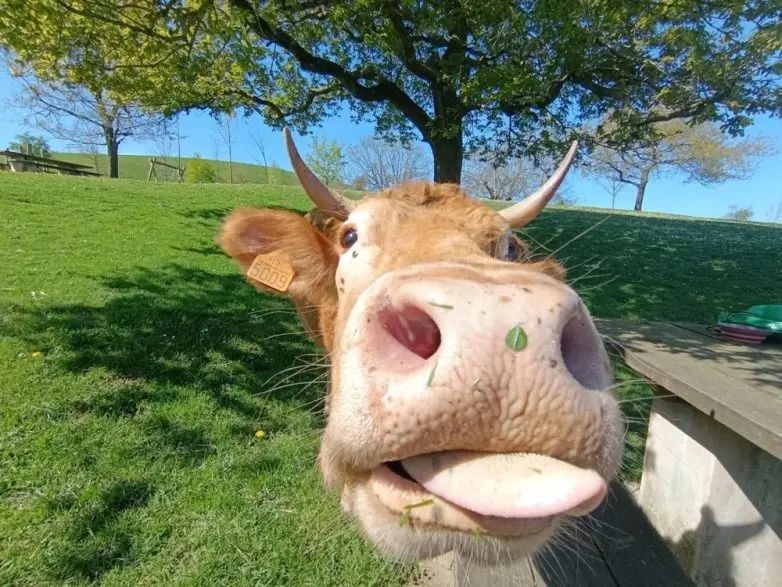 Животные, которые живут по своим законам: подборка трогательных и забавных фото