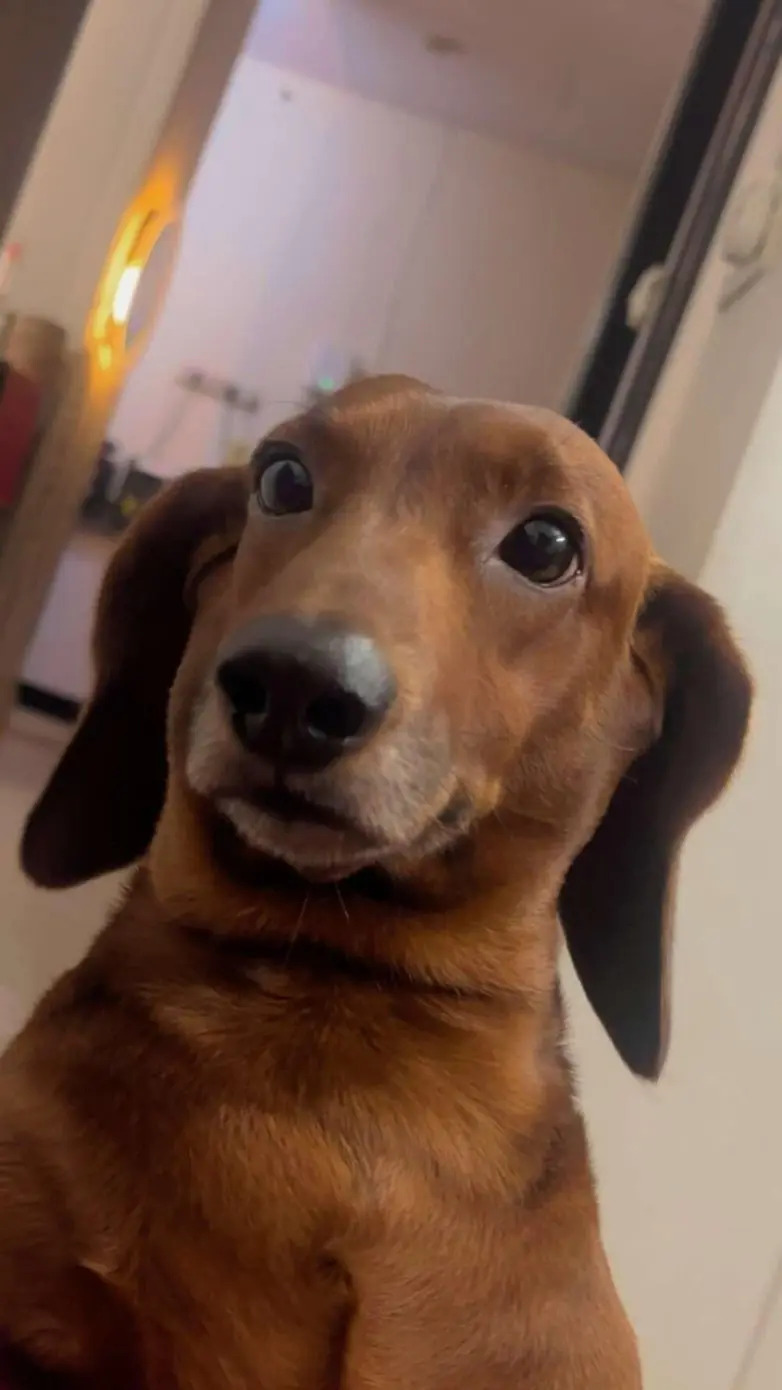 Животные, которые живут по своим законам: подборка трогательных и забавных фото