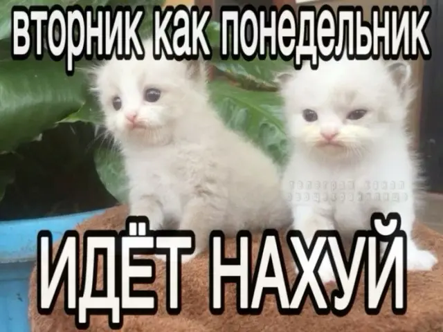 Свежая порция мемов: смех до слёз гарантирован