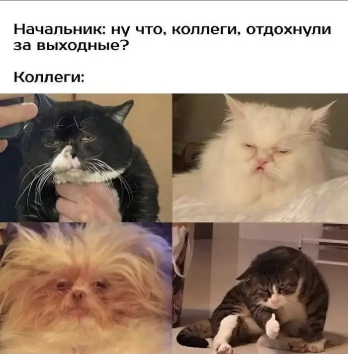 Свежая порция мемов: смех до слёз гарантирован