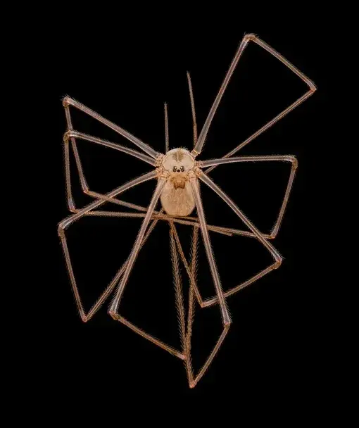 Невидимая красота: удивительные фотографии микромира