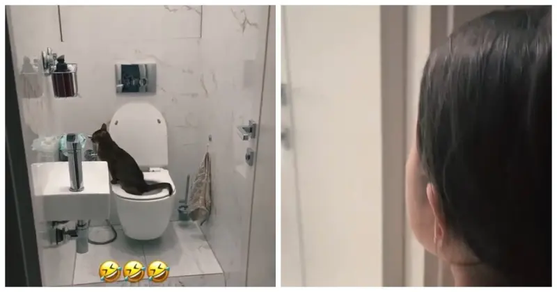 Когда приучили кота к унитазу: ожидание и суровая реальность