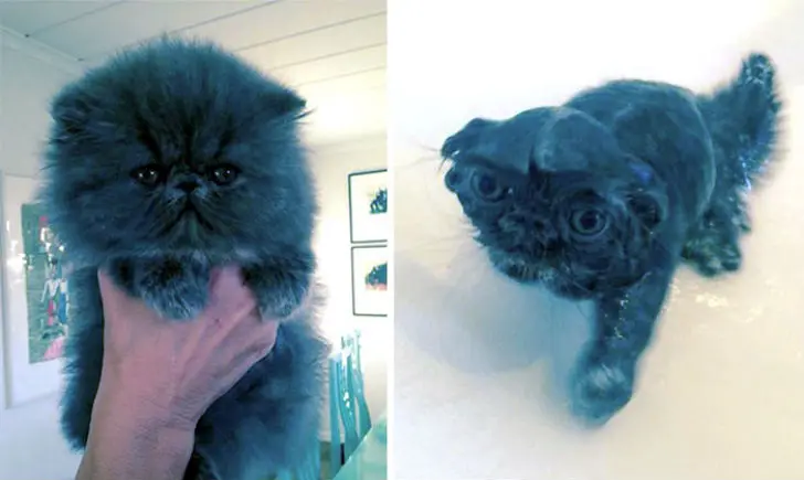 15 уморительных фотографий о том, как животные ненавидят мыться