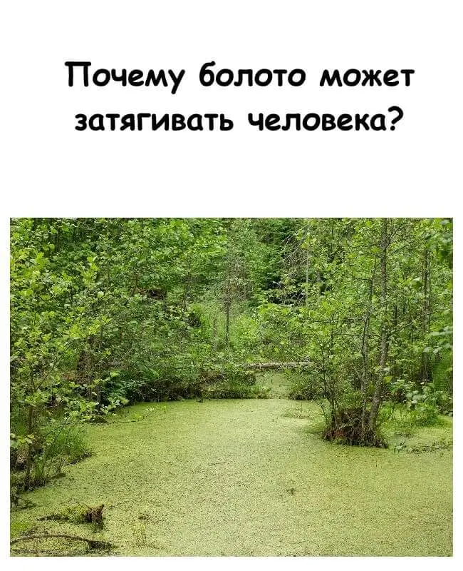 Тайна трясины: почему болото затягивает и как спастись