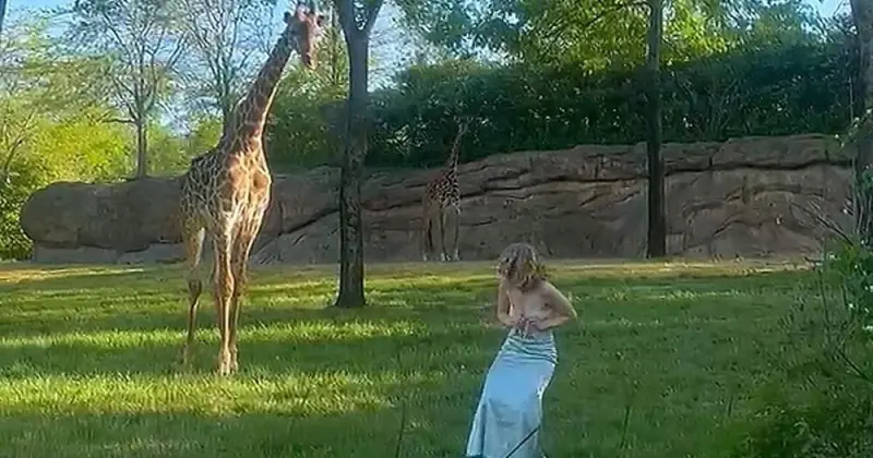 Женщина прыгнула в вольер с жирафами и получила неприятный урок