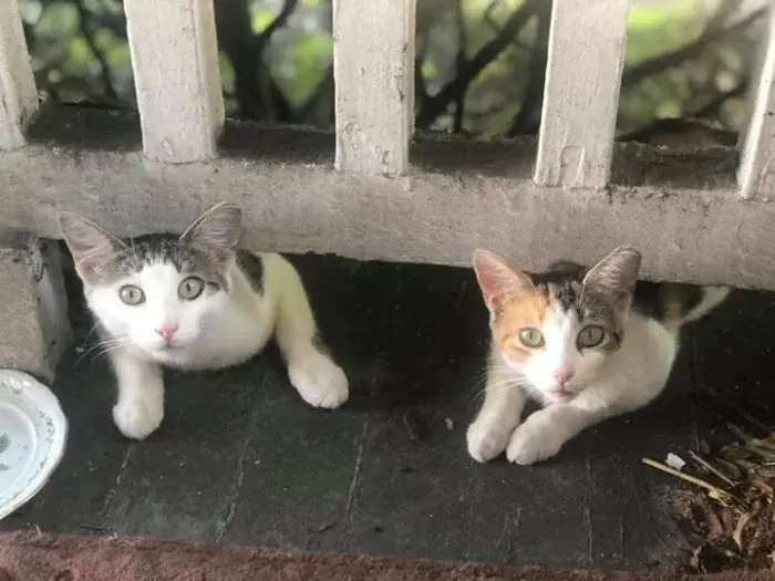 Нежданные гости: 22 фото чужих котов, которые пришли в гости как к себе домой