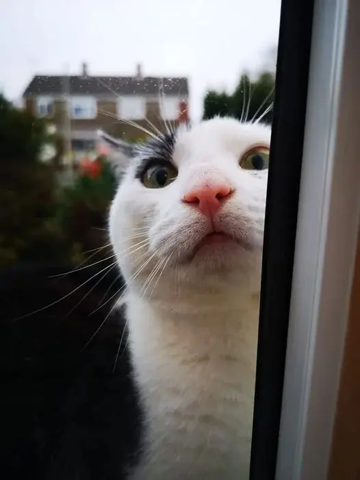 Нежданные гости: 22 фото чужих котов, которые пришли в гости как к себе домой