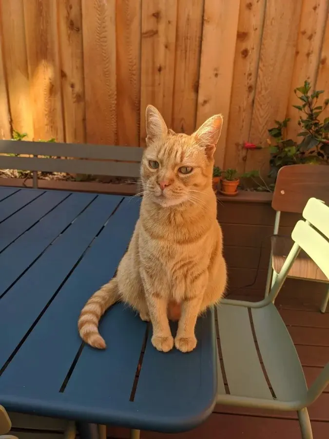 Нежданные гости: 22 фото чужих котов, которые пришли в гости как к себе домой