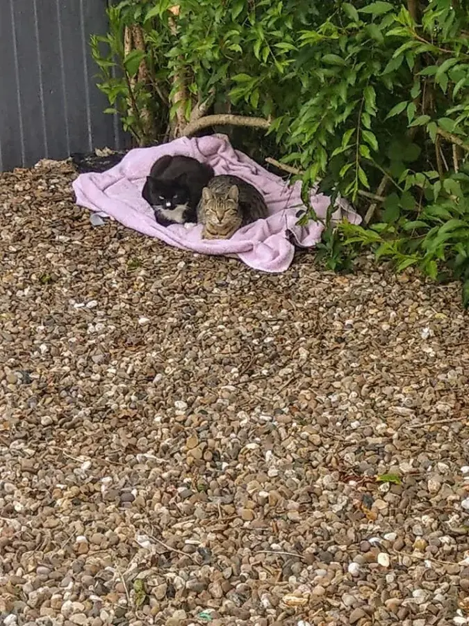 Нежданные гости: 22 фото чужих котов, которые пришли в гости как к себе домой