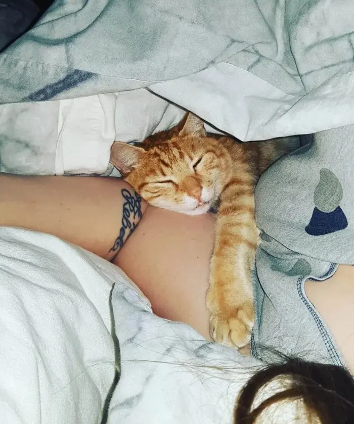 Нежданные гости: 22 фото чужих котов, которые пришли в гости как к себе домой