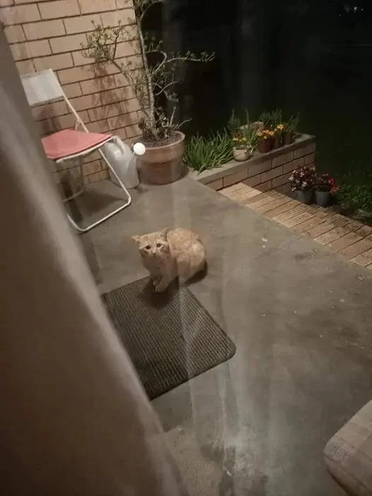 Нежданные гости: 22 фото чужих котов, которые пришли в гости как к себе домой