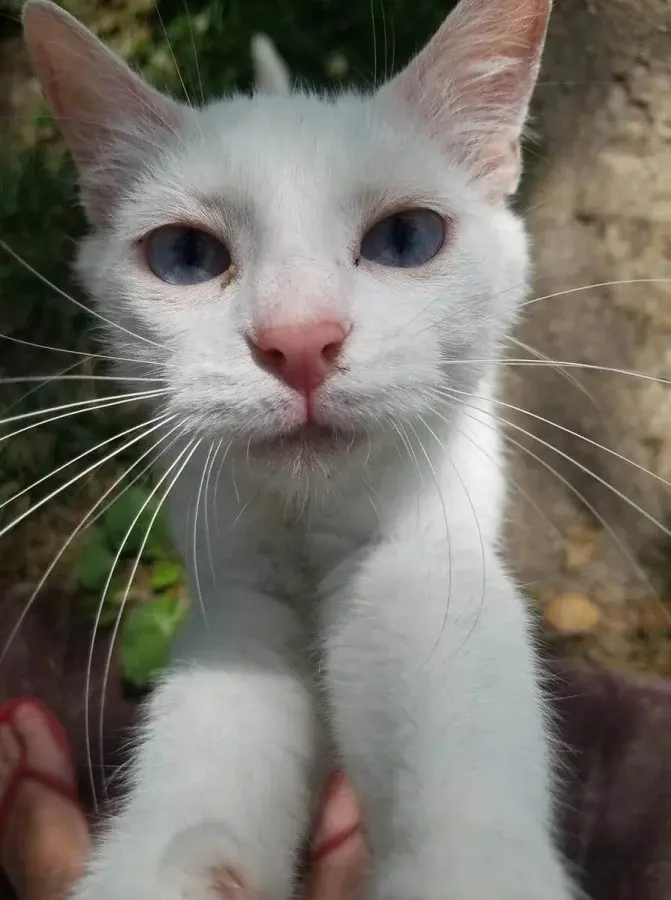 Нежданные гости: 22 фото чужих котов, которые пришли в гости как к себе домой