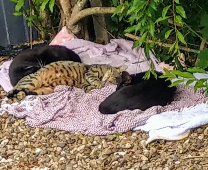 Нежданные гости: 22 фото чужих котов, которые пришли в гости как к себе домой