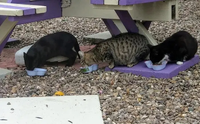 Нежданные гости: 22 фото чужих котов, которые пришли в гости как к себе домой