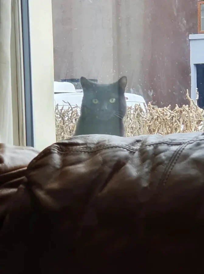 Нежданные гости: 22 фото чужих котов, которые пришли в гости как к себе домой