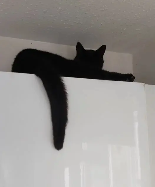 Нежданные гости: 22 фото чужих котов, которые пришли в гости как к себе домой