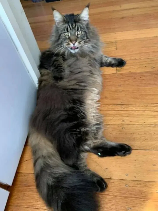 Нежданные гости: 22 фото чужих котов, которые пришли в гости как к себе домой