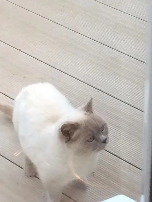 Нежданные гости: 22 фото чужих котов, которые пришли в гости как к себе домой