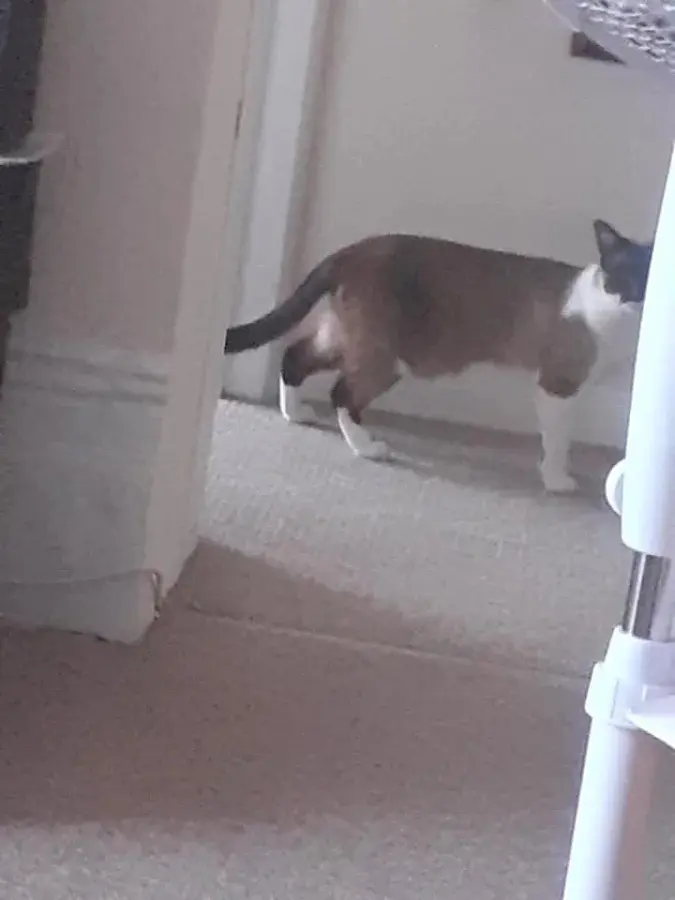 Нежданные гости: 22 фото чужих котов, которые пришли в гости как к себе домой