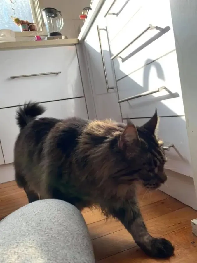 Нежданные гости: 22 фото чужих котов, которые пришли в гости как к себе домой