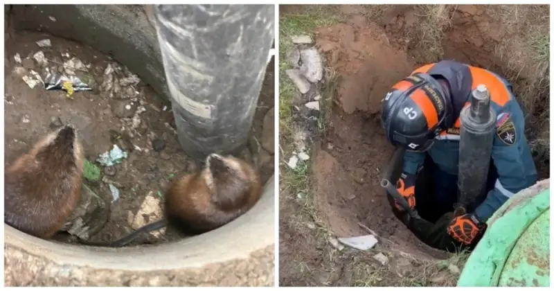 Неравнодушные люди спасли двух ондатр, провалившихся в сухой колодец⁠