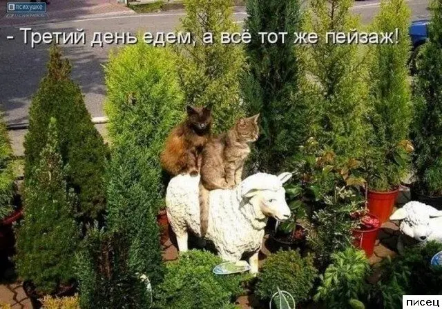 Свежая порция интернет-приколов для поднятия настроения