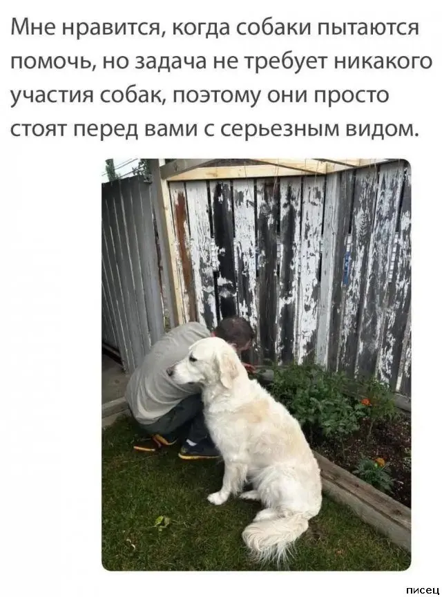 Смех до слёз: лучшие приколы из комментариев соцсетей