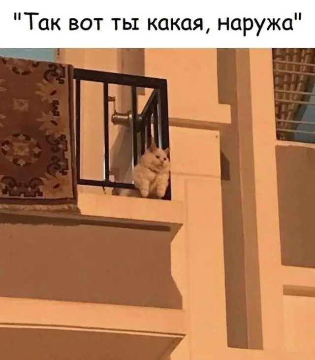 Утренний кофе и соцсети: подборка смешных картинок