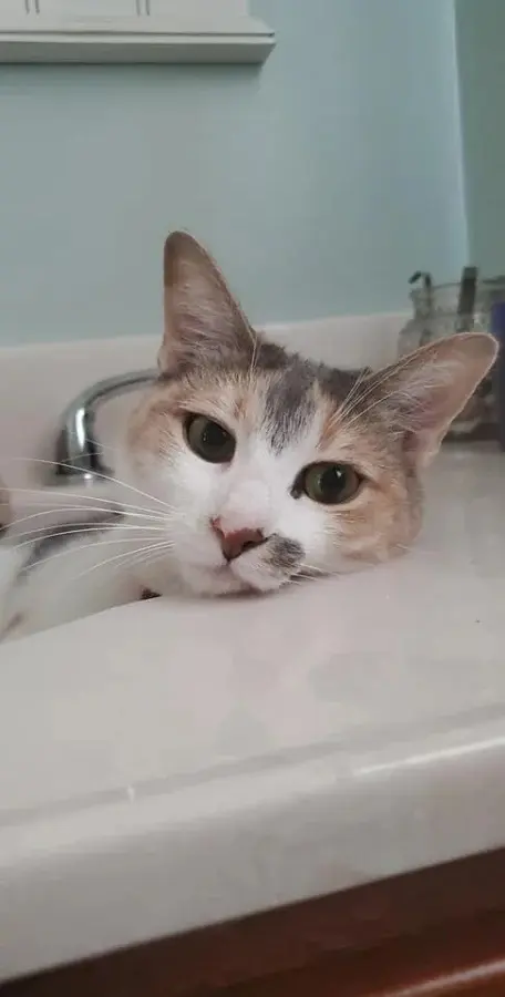 Самые странные вещи с блошиных рынков: от кошачьих кресел до гробов-столиков