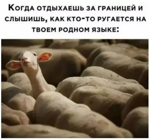 Пятничный заряд позитива: смех, мемы и хорошее настроение
