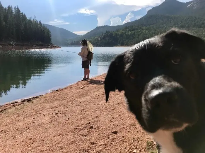 Питомцы-фотобомберы: 30 случаев, когда животные украли весь кадр