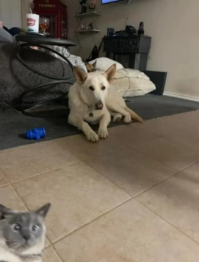 Питомцы-фотобомберы: 30 случаев, когда животные украли весь кадр