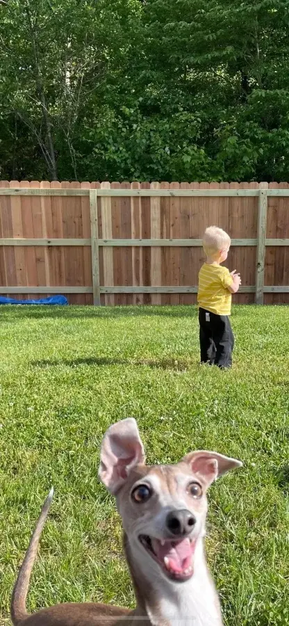 Питомцы-фотобомберы: 30 случаев, когда животные украли весь кадр