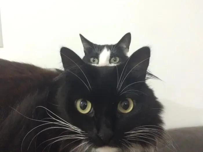 Питомцы-фотобомберы: 30 случаев, когда животные украли весь кадр