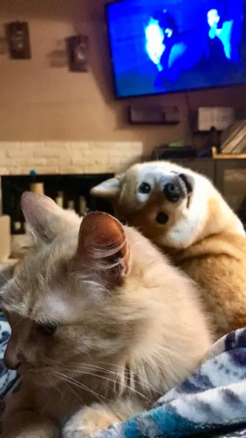 Питомцы-фотобомберы: 30 случаев, когда животные украли весь кадр