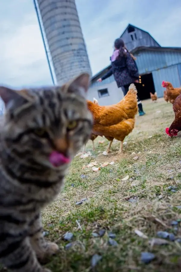 Питомцы-фотобомберы: 30 случаев, когда животные украли весь кадр